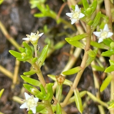 Crassula helmsii (Swamp Stonecrop) at Cavan, NSW - 7 Jan 2024 by JaneR