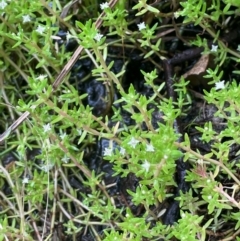 Crassula helmsii at Cavan, NSW - 7 Jan 2024