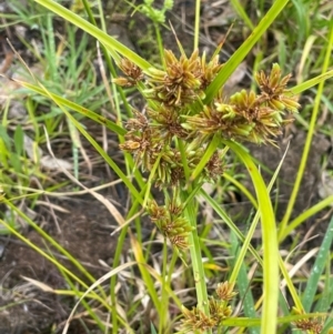 Cyperus eragrostis at Cavan, NSW - 7 Jan 2024