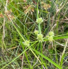 Cyperus eragrostis at Cavan, NSW - 7 Jan 2024