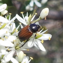 Phyllotocus navicularis (Nectar scarab) at Bullen Range - 6 Jan 2024 by HelenCross
