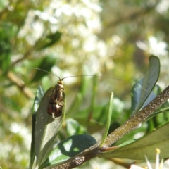 Nemophora (genus) (A Fairy Moth) at Kambah, ACT - 6 Jan 2024 by HelenCross