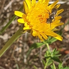 Lasioglossum (Chilalictus) lanarium (Halictid bee) at Mawson, ACT - 1 Dec 2023 by ChrisBenwah