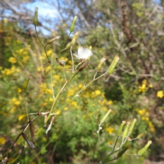 Senecio quadridentatus (Cotton Fireweed) at Bullen Range - 6 Jan 2024 by HelenCross