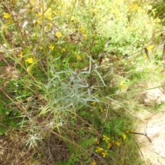 Senecio quadridentatus at Bullen Range - 6 Jan 2024 04:28 PM