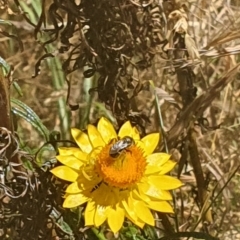 Lasioglossum (Chilalictus) sp. (genus & subgenus) at Debenham St Pedestrian Parkland (DBP) - 1 Dec 2023 02:41 PM