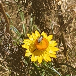 Lasioglossum (Chilalictus) sp. (genus & subgenus) at Debenham St Pedestrian Parkland (DBP) - 1 Dec 2023