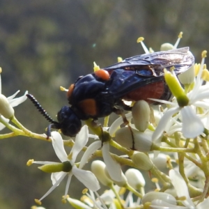 Lophyrotoma sp. (genus) at Bullen Range - 6 Jan 2024