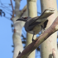 Philemon corniculatus (Noisy Friarbird) at Bullen Range - 6 Jan 2024 by HelenCross