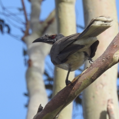 Philemon corniculatus (Noisy Friarbird) at Bullen Range - 6 Jan 2024 by HelenCross
