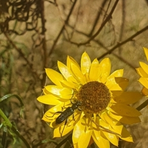 Eleale aspera at Debenham St Pedestrian Parkland (DBP) - 1 Dec 2023