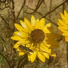 Eleale aspera at Debenham St Pedestrian Parkland (DBP) - 1 Dec 2023 02:39 PM