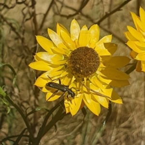 Eleale aspera at Debenham St Pedestrian Parkland (DBP) - 1 Dec 2023