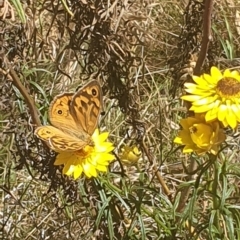 Heteronympha merope (Common Brown Butterfly) at Mawson, ACT - 1 Dec 2023 by ChrisBenwah