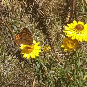 Heteronympha merope at Debenham St Pedestrian Parkland (DBP) - 1 Dec 2023