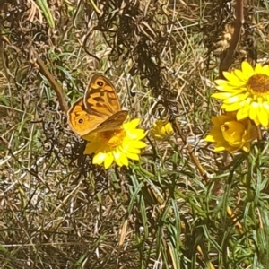 Heteronympha merope at Debenham St Pedestrian Parkland (DBP) - 1 Dec 2023