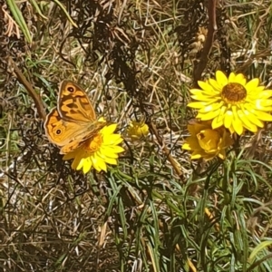 Heteronympha merope at Debenham St Pedestrian Parkland (DBP) - 1 Dec 2023