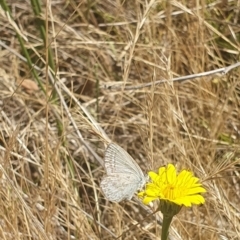 Zizina otis (Common Grass-Blue) at Debenham St Pedestrian Parkland (DBP) - 1 Dec 2023 by ChrisBenwah