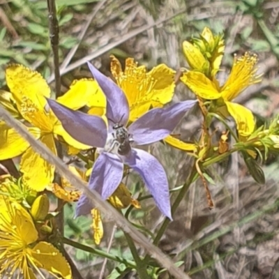 Lasioglossum (Chilalictus) sp. (genus & subgenus) (Halictid bee) at Mawson, ACT - 1 Dec 2023 by ChrisBenwah