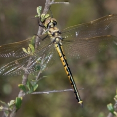 Hemicordulia tau (Tau Emerald) at The Pinnacle - 27 Dec 2023 by AlisonMilton