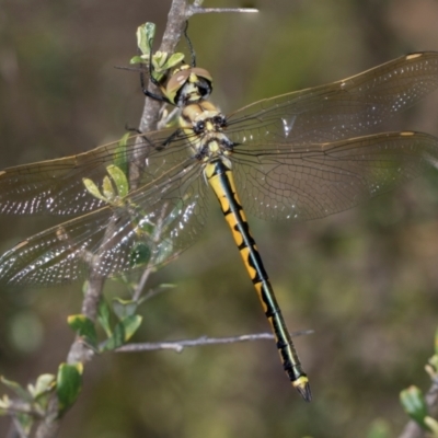 Hemicordulia tau (Tau Emerald) at The Pinnacle - 28 Dec 2023 by AlisonMilton