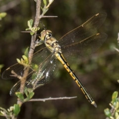 Hemicordulia tau at The Pinnacle - 28 Dec 2023 10:23 AM