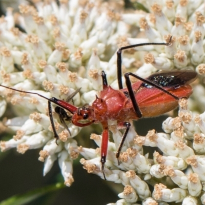 Gminatus australis (Orange assassin bug) at The Pinnacle - 27 Dec 2023 by AlisonMilton
