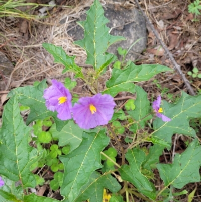 Solanum cinereum (Narrawa Burr) at Cooleman Ridge - 5 Jan 2024 by psheils