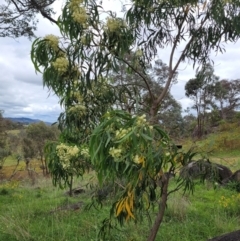 Acacia implexa (Hickory Wattle, Lightwood) at Cooleman Ridge - 5 Jan 2024 by psheils