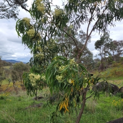 Acacia implexa (Hickory Wattle, Lightwood) at Cooleman Ridge - 4 Jan 2024 by psheils