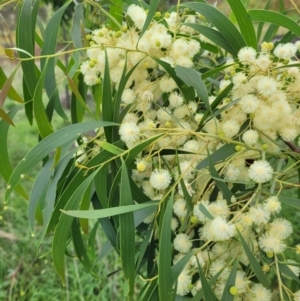 Acacia implexa at Cooleman Ridge - 5 Jan 2024