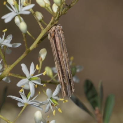 Psychidae (family) IMMATURE (Unidentified case moth or bagworm) at The Pinnacle - 27 Dec 2023 by AlisonMilton