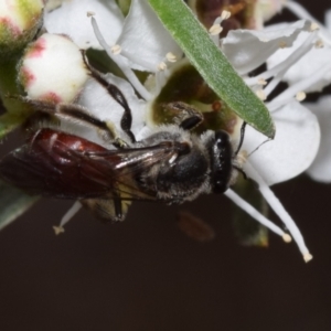 Lasioglossum (Parasphecodes) sp. (genus & subgenus) at QPRC LGA - 5 Jan 2024