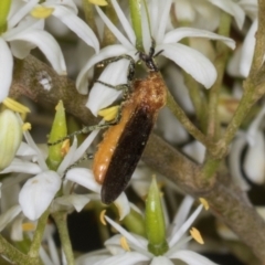 Bibio imitator (Garden maggot) at The Pinnacle - 28 Dec 2023 by AlisonMilton