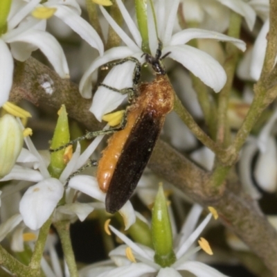 Bibio imitator (Garden maggot) at The Pinnacle - 28 Dec 2023 by AlisonMilton