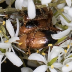 Phyllotocus macleayi (Nectar scarab) at The Pinnacle - 28 Dec 2023 by AlisonMilton