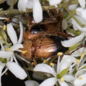 Phyllotocus macleayi at The Pinnacle - 28 Dec 2023