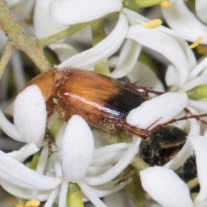 Phyllotocus macleayi at The Pinnacle - 28 Dec 2023