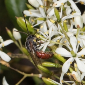 Lasioglossum (Parasphecodes) sp. (genus & subgenus) at The Pinnacle - 28 Dec 2023