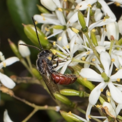 Lasioglossum (Parasphecodes) sp. (genus & subgenus) (Halictid bee) at The Pinnacle - 28 Dec 2023 by AlisonMilton