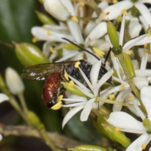 Lasioglossum (Parasphecodes) sp. (genus & subgenus) at The Pinnacle - 28 Dec 2023