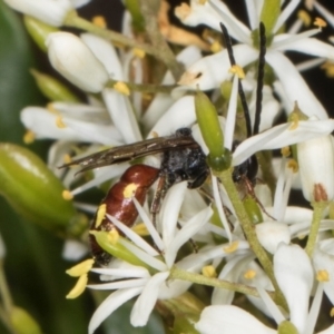 Lasioglossum (Parasphecodes) sp. (genus & subgenus) at The Pinnacle - 28 Dec 2023