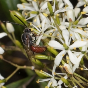 Lasioglossum (Parasphecodes) sp. (genus & subgenus) at The Pinnacle - 28 Dec 2023