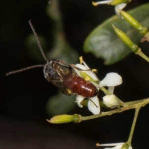 Lasioglossum (Parasphecodes) sp. (genus & subgenus) at The Pinnacle - 28 Dec 2023 12:22 PM