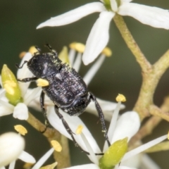 Microvalgus sp. (genus) (Flower scarab) at The Pinnacle - 28 Dec 2023 by AlisonMilton