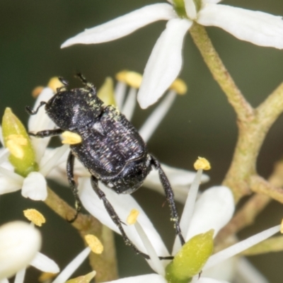 Microvalgus sp. (genus) (Flower scarab) at The Pinnacle - 28 Dec 2023 by AlisonMilton