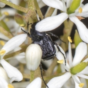 Microvalgus sp. (genus) at The Pinnacle - 28 Dec 2023