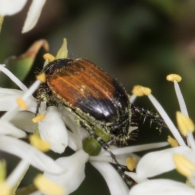 Phyllotocus navicularis (Nectar scarab) at Hawker, ACT - 28 Dec 2023 by AlisonMilton