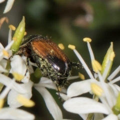 Phyllotocus navicularis at The Pinnacle - 28 Dec 2023 11:45 AM