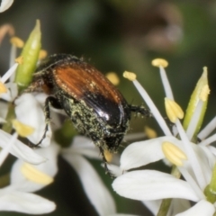 Phyllotocus navicularis at The Pinnacle - 28 Dec 2023 11:45 AM